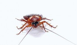 娱乐吃瓜酱蟑螂咬人,蟑螂咬人事件背后的惊人真相