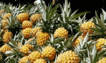 娱乐吃瓜小菠萝,揭秘娱乐圈那些不为人知的秘密